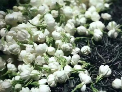 喝茶治口臭嗎，什么茶治口臭好？