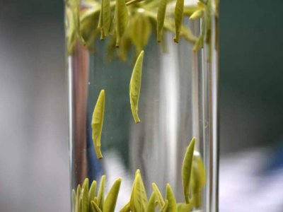 茶葉的專業(yè)知識(shí)，關(guān)于茶的基本知識(shí)大全