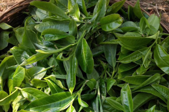 最耐泡的茶葉排名，什么茶葉經(jīng)久耐泡？