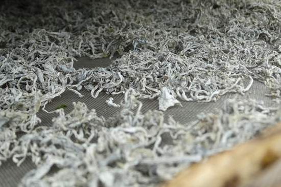 麗江雪茶的功效與作用，白雪茶有什么功效和作用