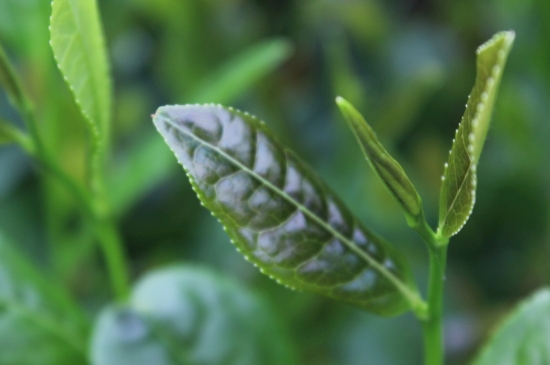 綠茶第一泡要倒掉嗎，為什么綠茶第一泡不喝？