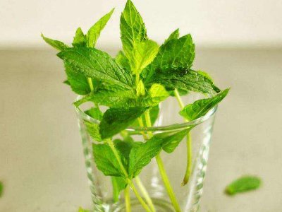 喝茶治口臭嗎，什么茶治口臭好？