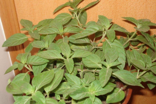 薄荷茶的功效與作用，喝薄荷茶有什么好處？