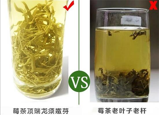 張家界茅巖莓茶與藤茶是同一種茶嗎，藤茶跟莓茶一不一樣？