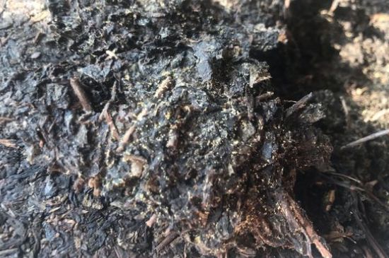 茯茶可以放在冰箱里存放嗎，茯磚茶如何儲存？