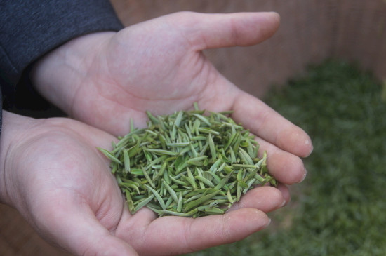 茶葉可以放冰箱嗎，茶需要放冰箱保存嗎