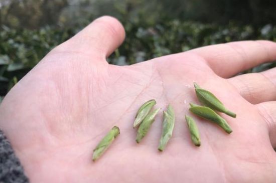 春茶季怎么辨別白毫銀針的好壞，好的白毫銀針如何選購？