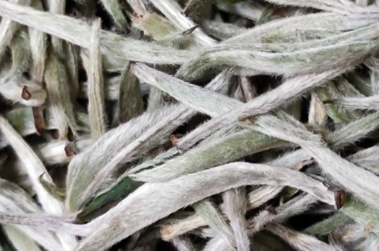 春茶上市白茶的好壞怎么區(qū)分，春白茶怎么分辨好不好？