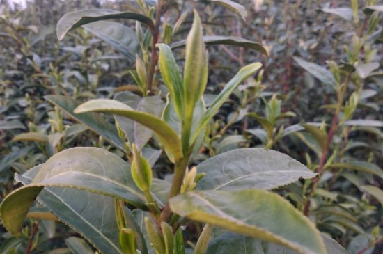 家庭如何保存碧螺春茶葉，蘇州洞庭碧螺春綠茶怎么保存？