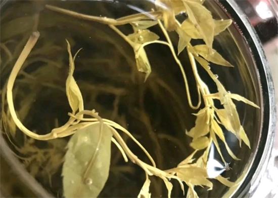 張家界茅巖莓茶與藤茶是同一種茶嗎，藤茶跟莓茶一不一樣？