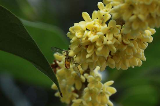 桂花茶禁忌，喝桂花茶有什么禁忌