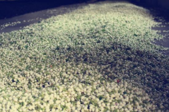 茉莉龍珠怎么做的，茉莉龍珠的制作工藝