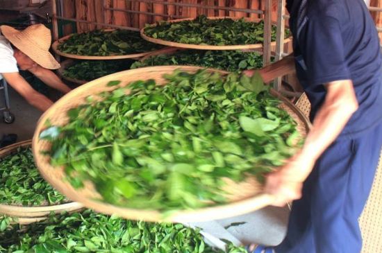 武夷巖茶的初制、精制加工工藝詳細講解