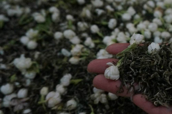 茉莉茶的種類和等級，茉莉花茶的分類