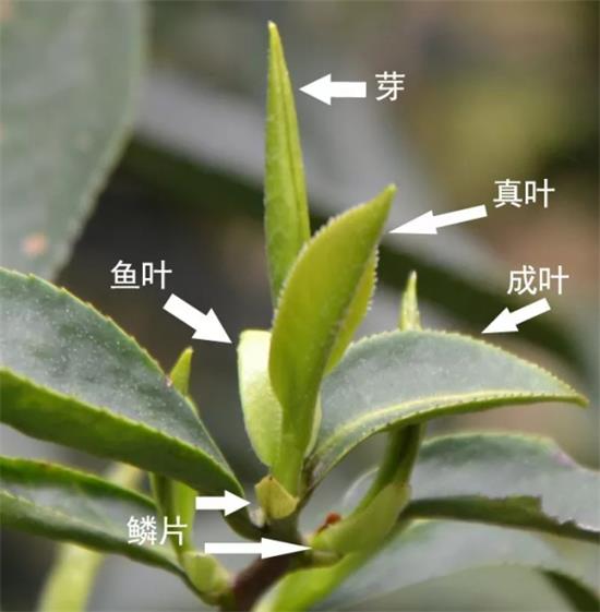 摘茶葉最快的方法，采摘茶葉怎么才能快？