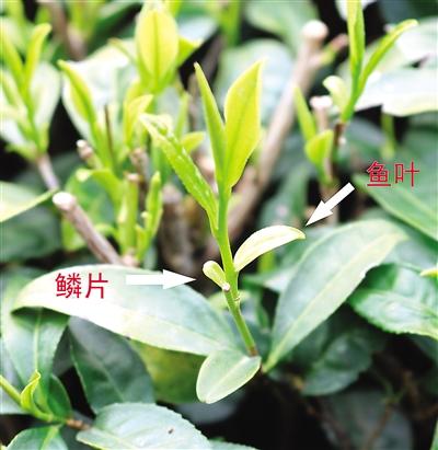 摘茶葉最快的方法，采摘茶葉怎么才能快？