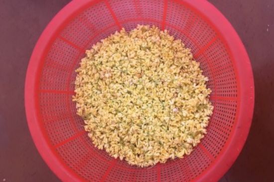 干桂花茶的制作方法，怎樣自制桂花茶？