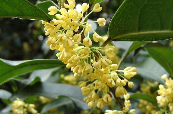 干桂花茶的制作方法，怎樣自制桂花茶？