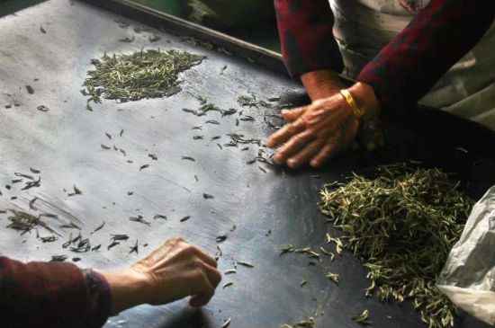 武夷巖茶的初制、精制加工工藝詳細講解