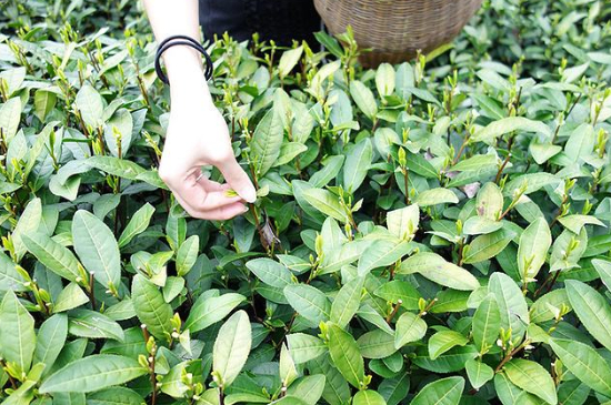 采茶的方法與步驟，如何正確采摘茶葉？