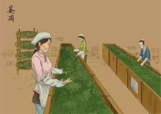 制茶八步驟，制茶工藝流程圖