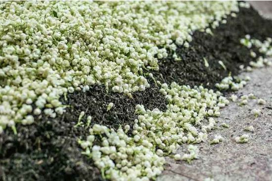 茉莉茶葉的功效與禁忌，什么人不適合喝茉莉花茶？