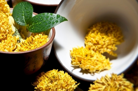 孕婦可以喝菊花茶嗎，菊花對胎兒有致畸作用？