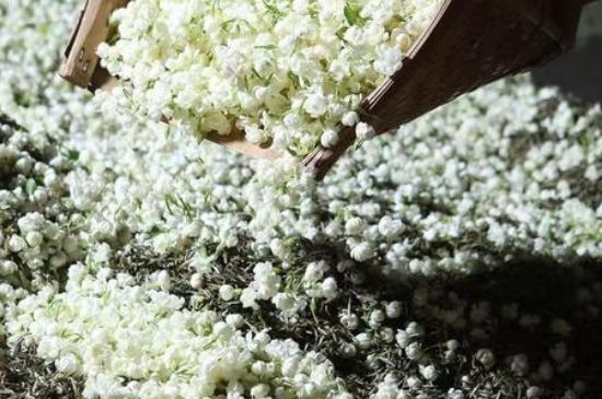茉莉茶葉的功效與禁忌，什么人不適合喝茉莉花茶？