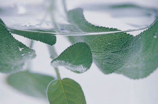 薄荷葉茶怎么制作，薄荷如何做成干茶葉