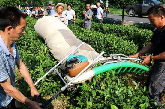 采茶的方法與步驟，如何正確采摘茶葉？