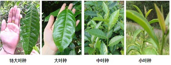 摘茶葉最快的方法，采摘茶葉怎么才能快？