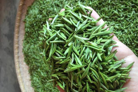 采茶的方法與步驟，如何正確采摘茶葉？