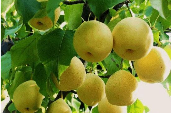 一把真正的本山綠泥壺最低多少錢，什么價格能買到本山綠泥紫砂壺？