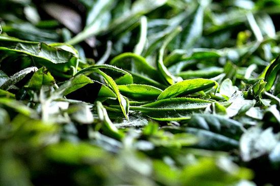 荒野銀針市場價(jià)多少，真正的荒野白毫銀針多少錢？