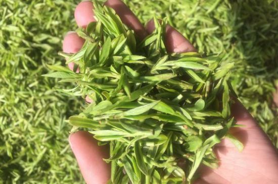 龍井好喝還是毛尖好喝，綠茶是龍井好還是毛尖好？