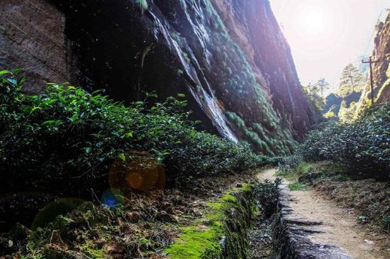 肉桂茶和大紅袍哪個(gè)貴，武夷山肉桂與大紅袍的價(jià)格比較
