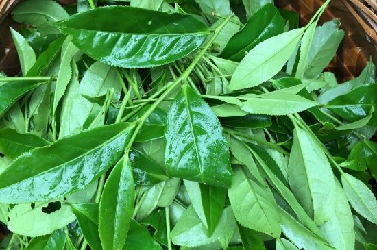 大紅袍可以放10年嗎，大紅袍放了十年能喝嗎