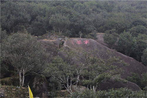 宋種一號價值為什么高，鳳凰單樅宋種1號價格與產量多少？