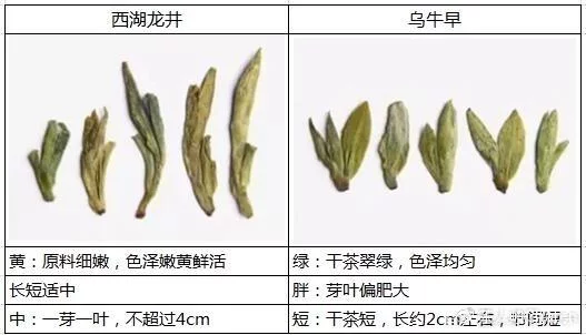 烏牛早和龍井的區(qū)別圖片，龍井43號和烏牛早茶的對比