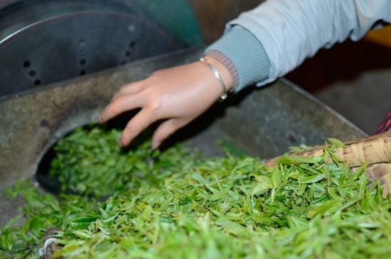 雀舌有一股青草味，雀舌為什么有青草味？