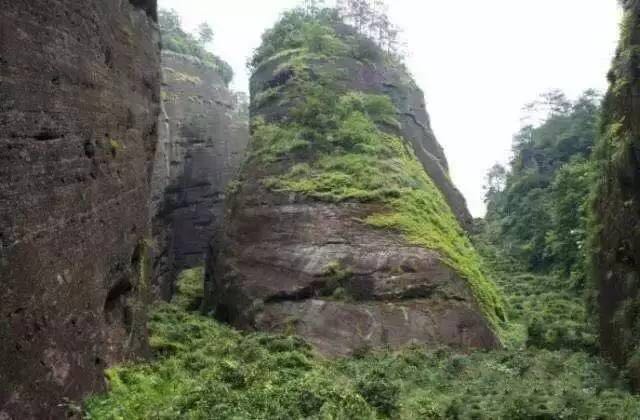 武夷山為什么盛產茶葉，武夷山茶為什么好喝？