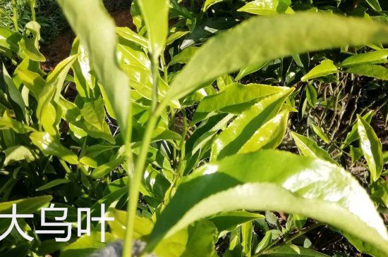 鴨屎香和大烏葉是同一種茶葉嗎，單叢大烏葉和鴨屎香有什么區(qū)別？