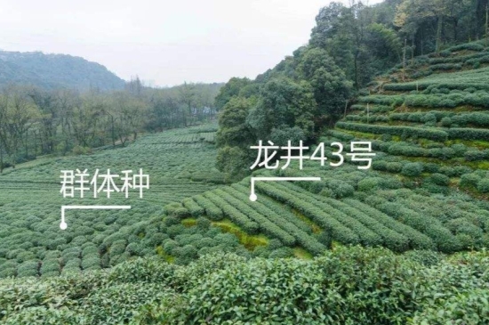 43號(hào)龍井屬于好茶嗎，龍井茶43號(hào)是什么意思？