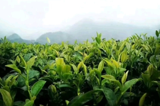 一天3杯紅茶抗癌，常飲紅茶對身體有好處！