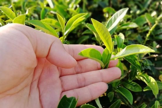 大紅袍四大品種有哪些，大紅袍的種類和著名品種特點(diǎn)介紹