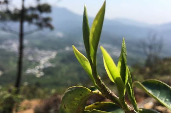 鳳凰單樅什么人不能喝，哪些人不能飲單叢茶