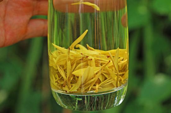 茶中奇葩黃金芽，安吉白茶中黃金芽的特點