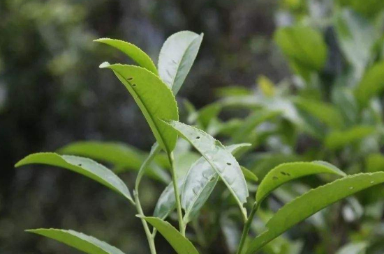 單叢茶十大香型以及常見品種大全，潮安鳳凰單樅十大名香歸類