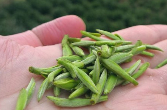 什么綠茶茶葉唇齒留香，哪個(gè)品種綠茶香氣好？