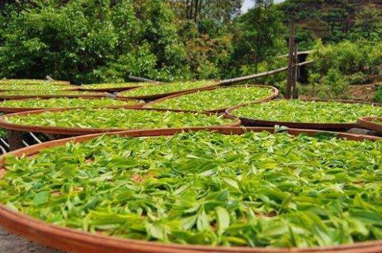 單叢茶十大香型以及常見品種大全，潮安鳳凰單樅十大名香歸類